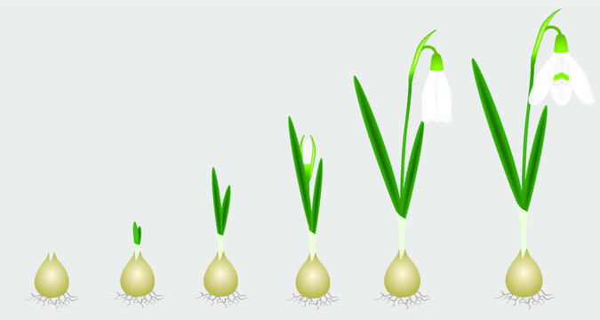 Stages Of Growth From Bulb To Adult Flowering Snowdrop Plant.