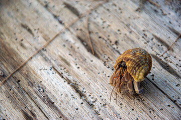 A beautiful pictury of a hermit crab crawling down the beach in Thailand.