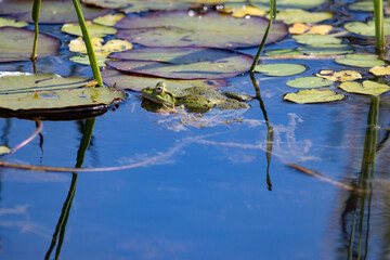 frosch, see, teich