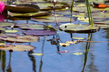 frosch, seerose, © karlJ