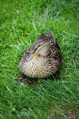 duck in the grass