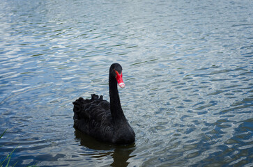 Fototapeta premium black swan on the lake