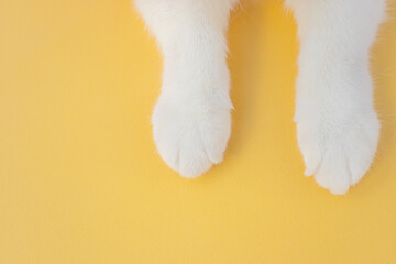 White cat paws on a yellow background. Top view, copyspace. The concept of pets, cat care, veterinary medicine, zoo.