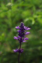 ラベンダーの紫色の花
