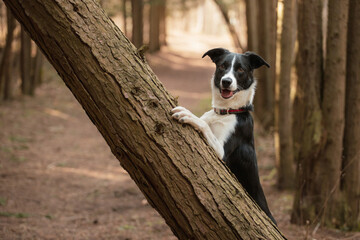 black and white border collie dog standing on a fallen tree trunk doing a trick in the forest