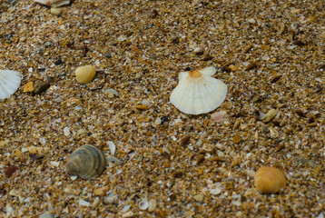 shells on the beach