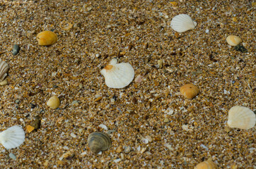 shells on the beach