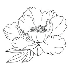 Hand drawn black and white vector of peony flower.  Stock illustration isolated on white background. 