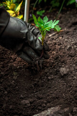 The gardener's gloved hands dig out and replant the sprout with its roots in the soil