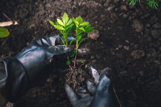 The gardener's gloved hands dig out and replant the sprout with its roots in the soil