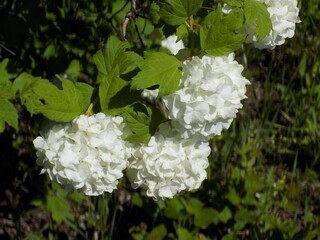 A sunny spring day. Blooming viburnum.