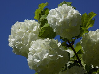 Bright sunny day. Viburnum blooms.