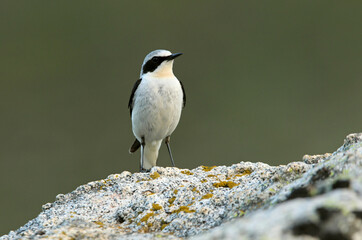 Northern wheatear male with the first light of dawn