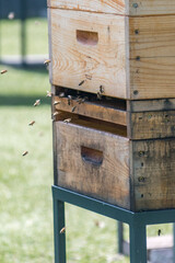 Entrance in wooden beehive for bees.