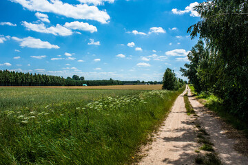 Fototapeta na wymiar Meandering footpath dirt track winding through farmland in the Polish countryside. Concepts looking forward, long road ahead