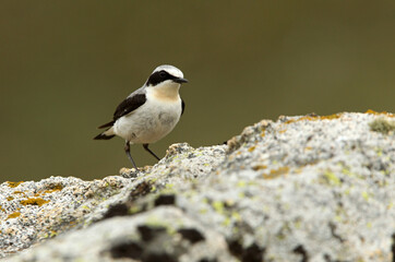 Northern wheatear male with the first light of dawn