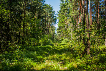 Beautiful path in summer forest  