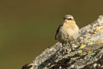 Northern wheatear female on a rock of his territory with the dawn lights