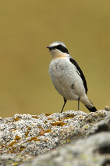 Northern wheatear male with the first light of dawn