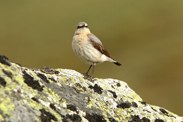 Northern wheatear female on a rock of his territory with the dawn lights