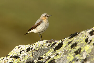 Northern wheatear adult female with the first lights of the morning