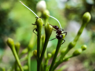 The ant is sitting on the flower curry and eating honey. This is a flower garden.