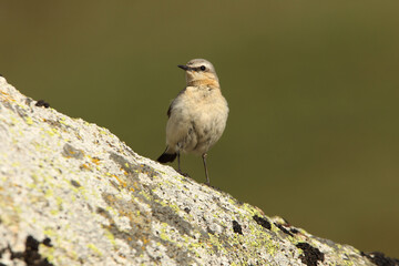 Northern wheatear adult female with the first lights of the morning