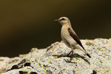 Northern wheatear female on a rock of his territory with the dawn lights