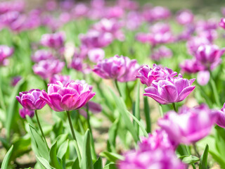 Beautiful opened purple parrot tulips field with selective macro focus. Spring wallpaper and festive background concept