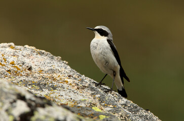 Northern wheatear adult male with the first lights of the morning