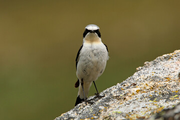 Northern wheatear male with the first light of dawn
