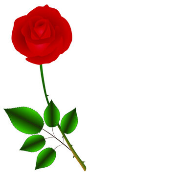 Single red rose on a green stem with leaves isolated on white background.