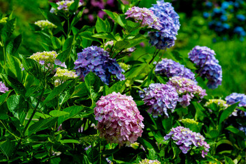 朝地のアジサイ