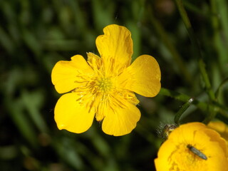 The delicate flowers of the bathing suit bloomed under the sun.