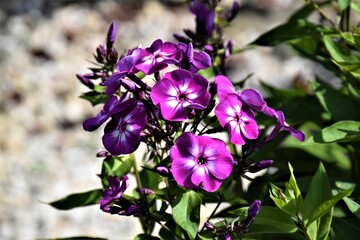 Fototapeta premium kwitnący gożdzik