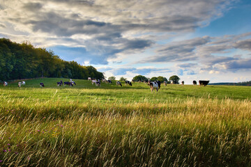 Ein Foto von grasenden Kühen auf einer Wiese. Ländliche Landschaft.

Foto einer Wiese mit Kühen,...