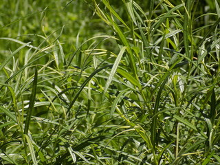 Sunny. Summer plants bloomed. Lots of beautiful juicy greens.