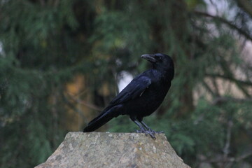 crow on a gravestone, head turned, dark graveyard