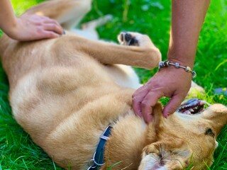 Meine Hündin Bacima