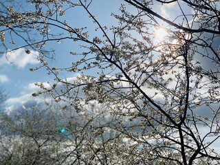 Ein Schöner Sommertag .