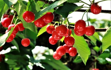 枝いっぱいのさくらんぼ