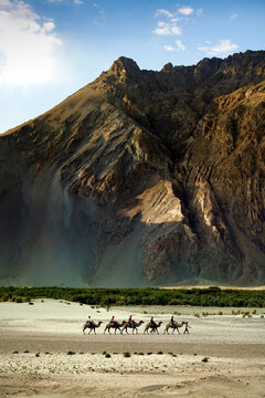 Camel riding at Hundar Village in Himalaya, Nubra Valley, Leh Ladakh, Jammu and Kashmir, India.