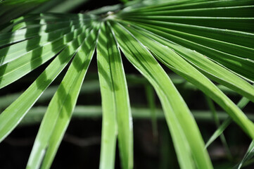 Close up of Palm Leaf