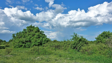 Fototapeta na wymiar Bright, sunny African landscape. Dense green grass, lush shrubs, azure sky. In the distance it rains and a small rainbow is visible under the picturesque clouds. Botswana, Chobe National Park.