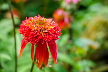 Echinacea flower blooming in the garden. Selective focus. Shallow depth of field.