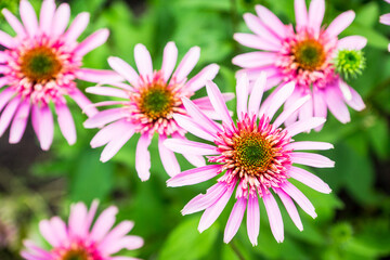Obraz premium Echinacea flower blooming in the garden. Selective focus. Shallow depth of field.