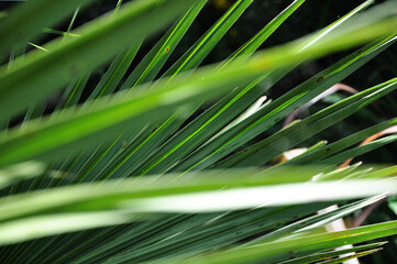 Green Grass Background