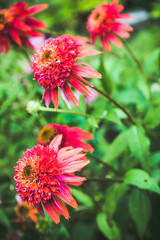 Echinacea flower blooming in the garden. Selective focus. Shallow depth of field.