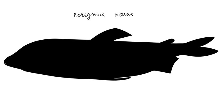 Broad whitefish. Hand drawn realistic black silhouette illustration.