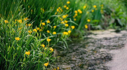 irises yellow flowers grow along the edge of the pond © Maria Moroz